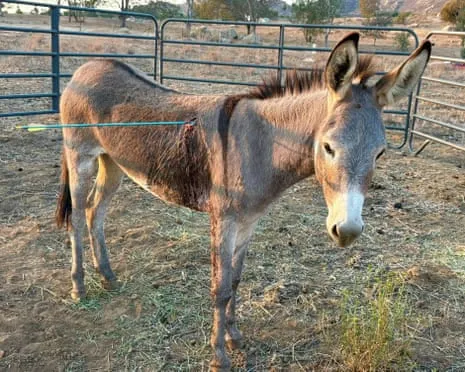 Burro On the Mend After Newest Projectile Strike on Free-Roaming Asses in California