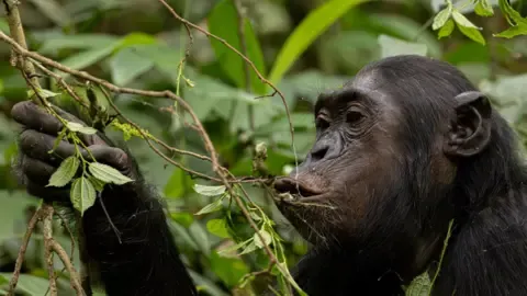 Chimpanzees Consuming the Equivalent of an Alcoholic Beverage Daily from Fermented Fruit, Investigation Reveals