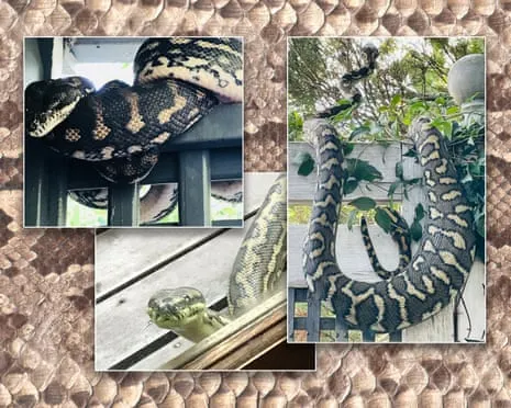 Welcoming my Snakes in My Ceiling: A Transformation from Dread to Admiration