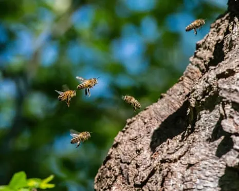 Why Saving Honeybees Might Negatively Affect Wild Pollinators